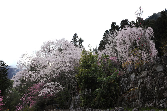 DSC_1214Minobu