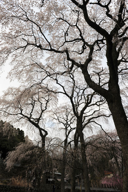 DSC_1219Minobu