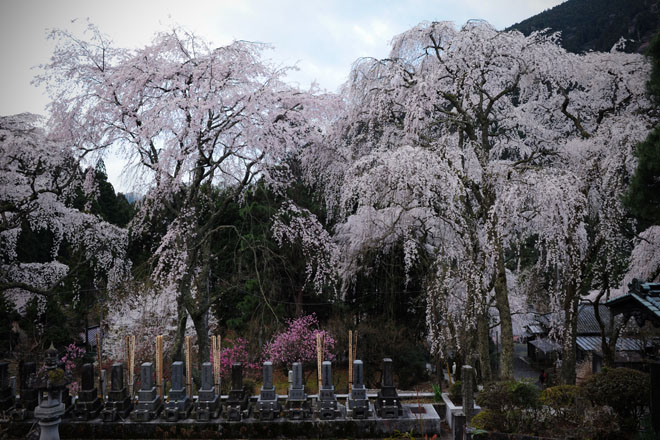 DSC_1247Minobu