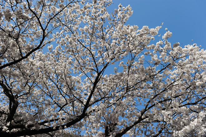 DSC_1275Inuyama