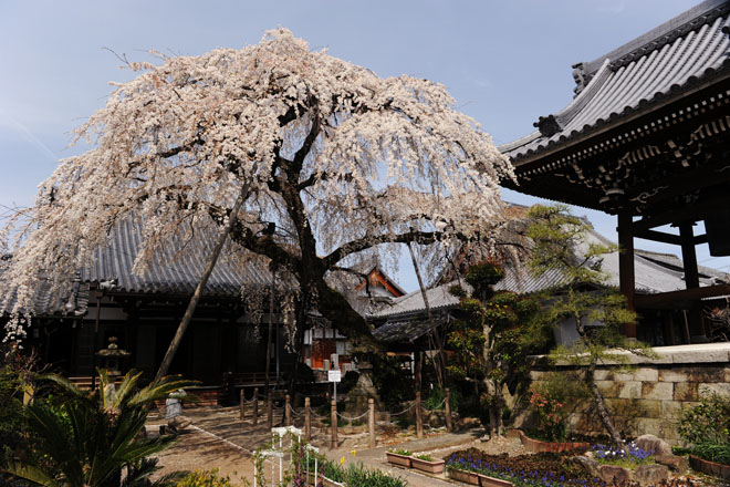 DSC_1278Inuyama