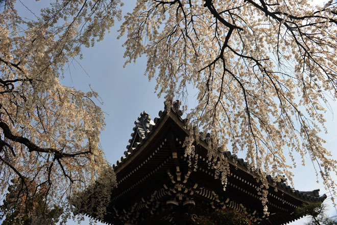 DSC_1287Inuyama