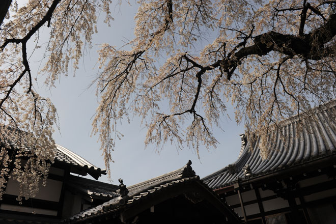 DSC_1290Inuyama