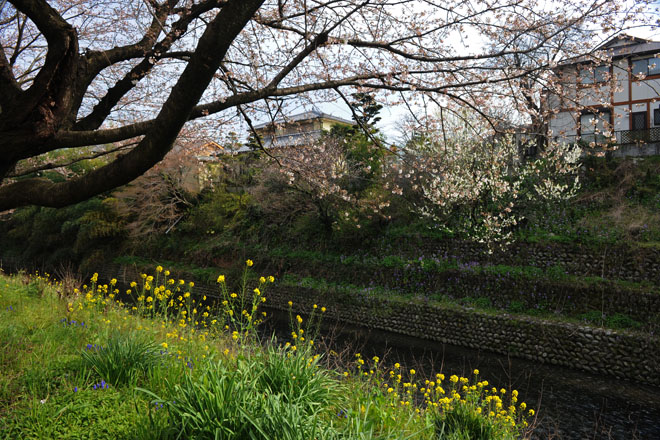 DSC_1308Inuyama