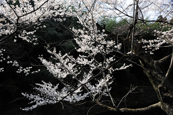 DSC_1325Inuyama