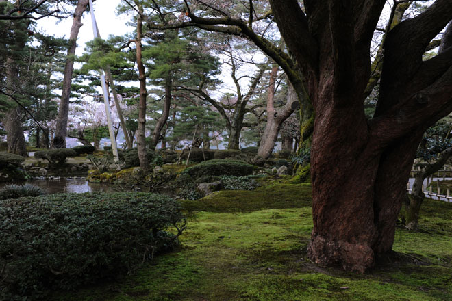 DSC_2449Kanazawa