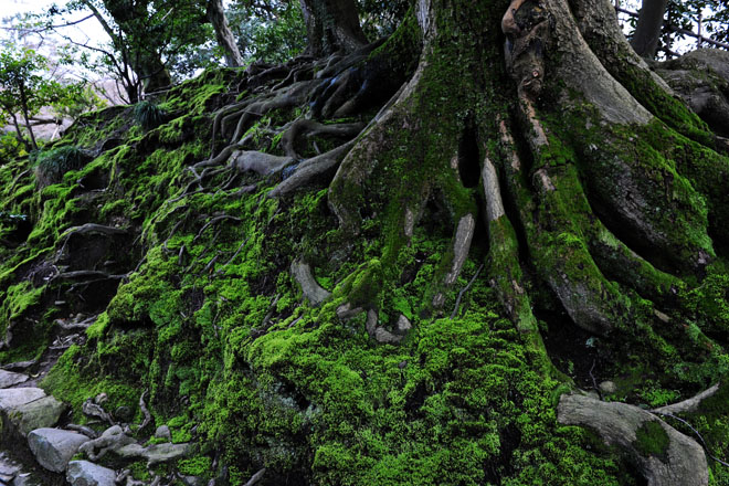 DSC_2484Kanazawa