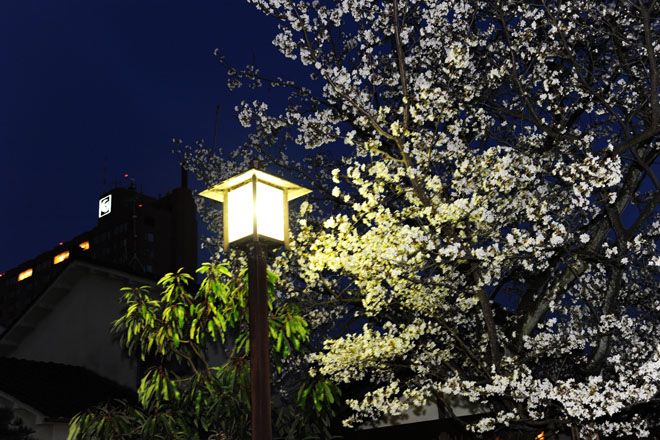 DSC_2508Kanazawa
