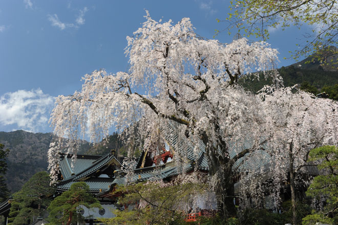 DSC_2537Minobu