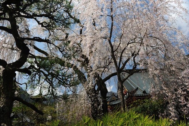 DSC_2546Minobu