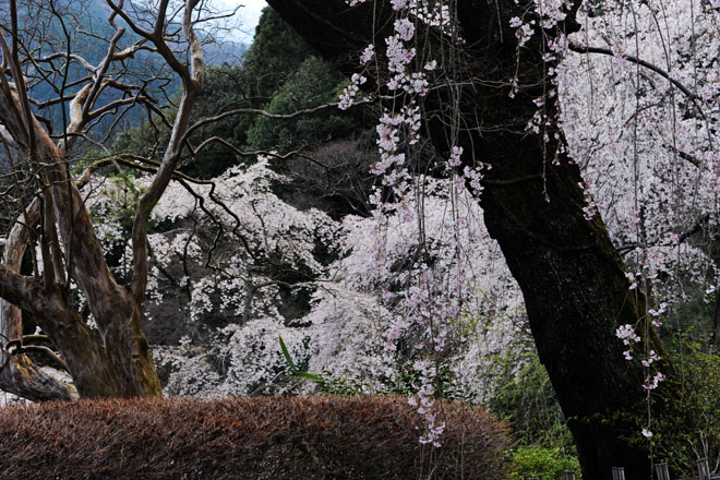 DSC_2771Minobu