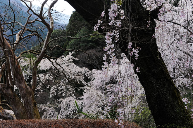 DSC_2772Minobu