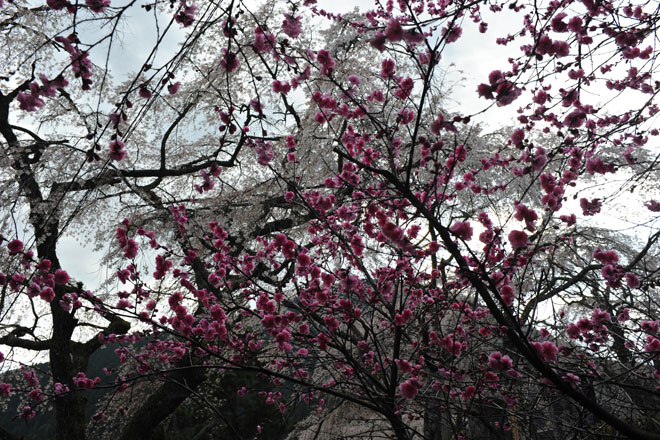 DSC_2777Minobu