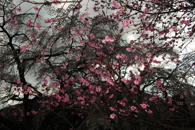 DSC_2778Minobu