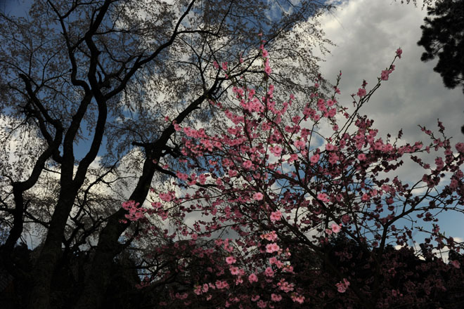 DSC_2780Minobu