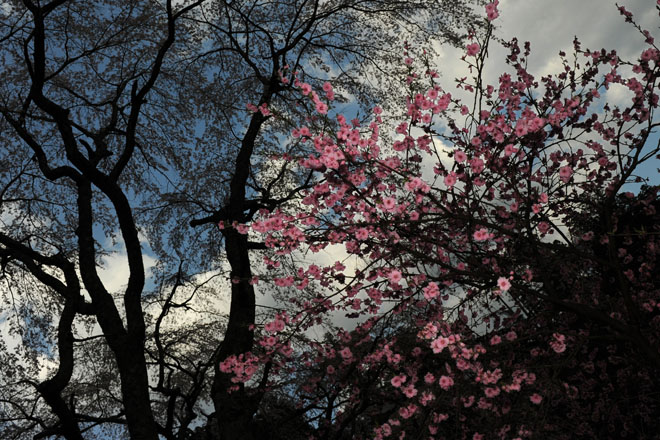 DSC_2781Minobu