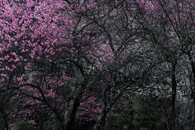DSC_2783Minobu
