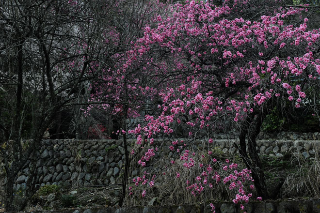 DSC_2784Minobu