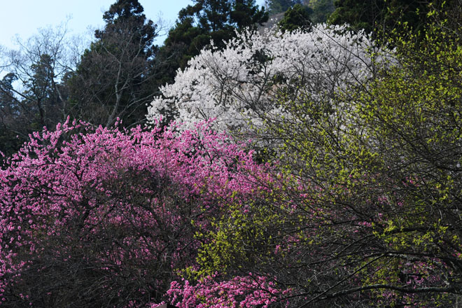 DSC_2790Minobu