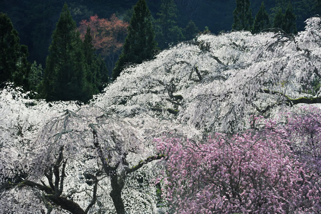 DSC_2797Minobu