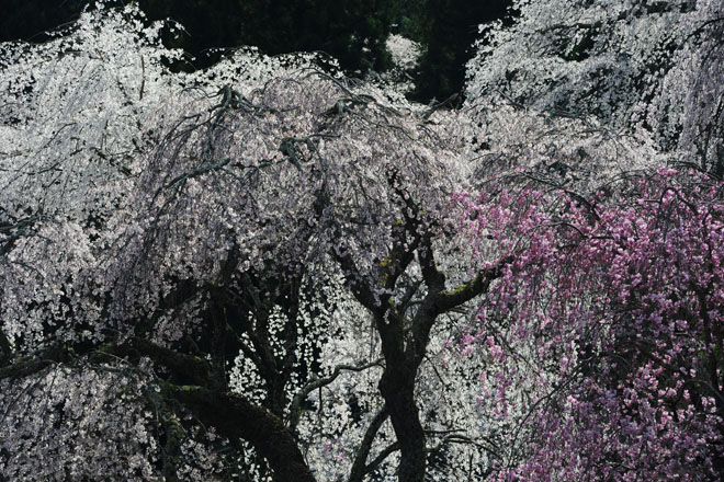 DSC_2802Minobu