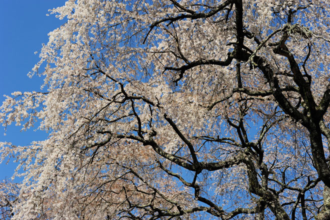 DSC_2804Minobu