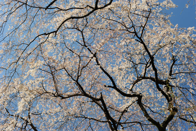 DSC_2810Minobu