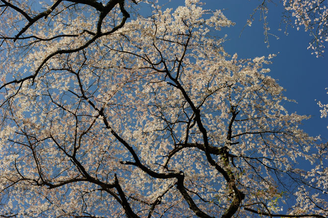 DSC_2814Minobu
