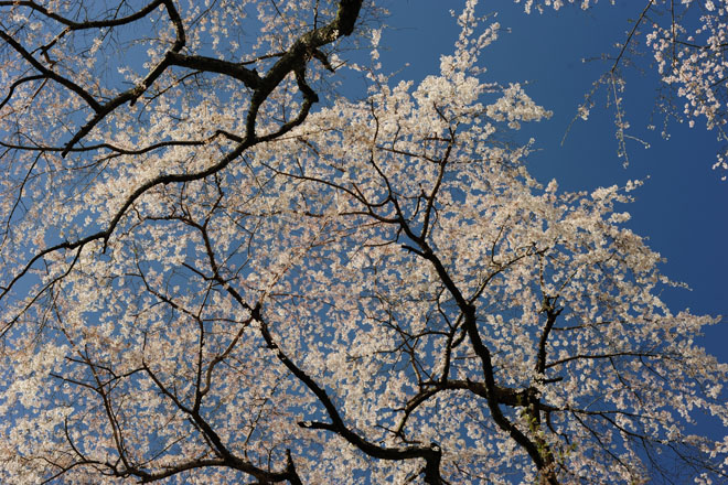DSC_2815Minobu