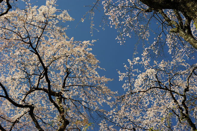 DSC_2816Minobu