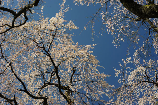 DSC_2817Minobu