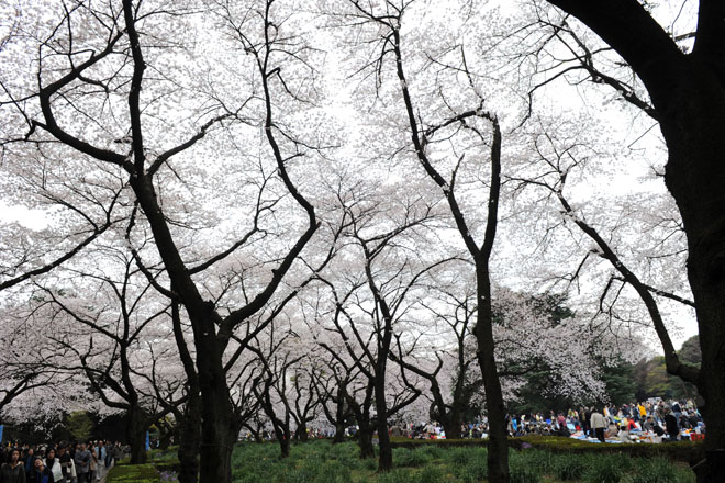 DSC_2903Tokyo