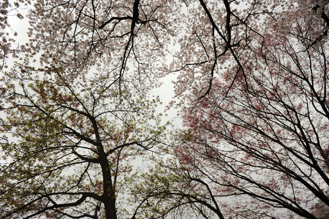 DSC_2937Tokyo
