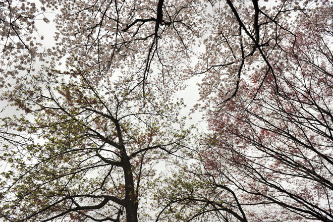 DSC_2938Tokyo