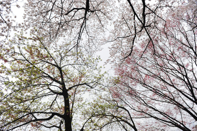DSC_2939Tokyo