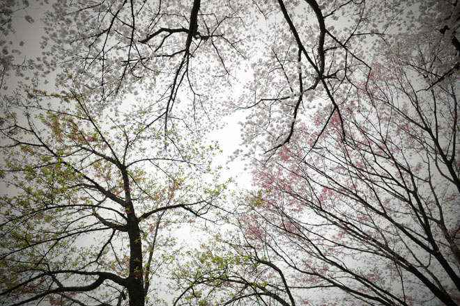 DSC_2940Tokyo