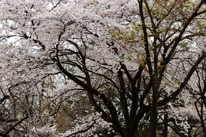 DSC_2953Tokyo