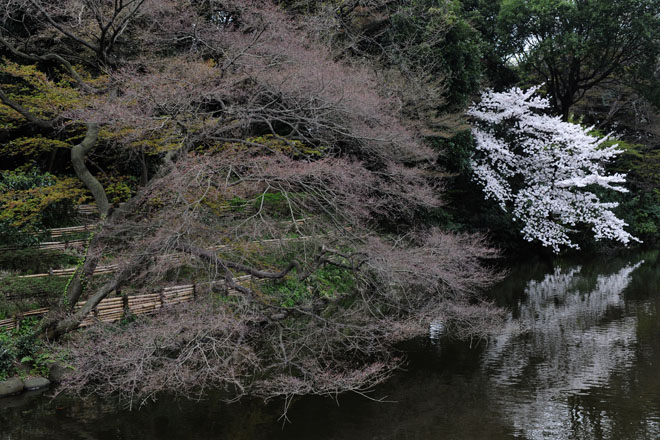 DSC_3003Tokyo