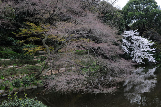 DSC_3005Tokyo