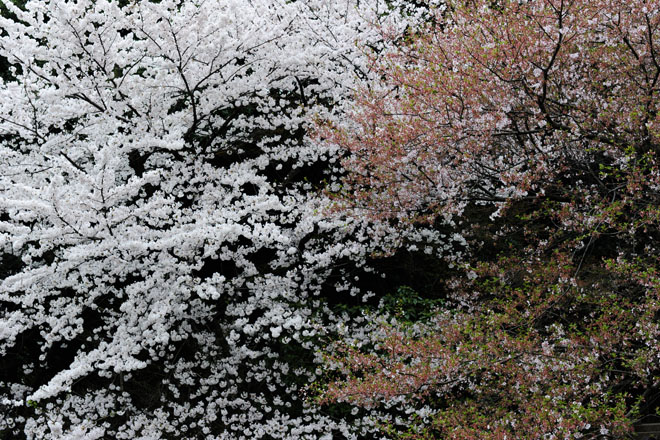 DSC_3014Tokyo