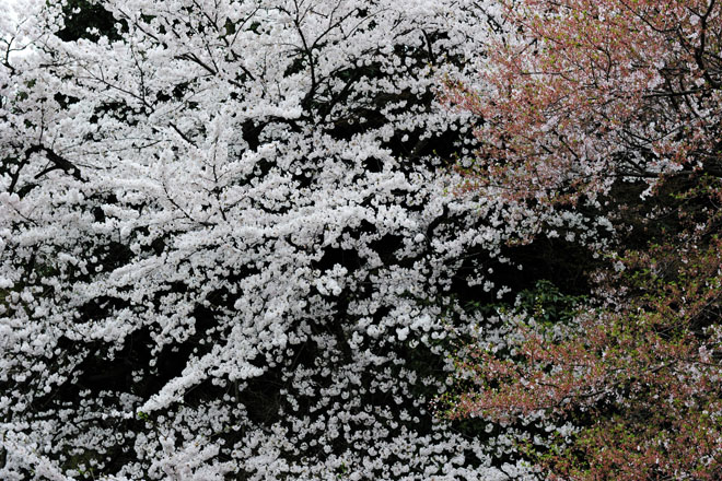 DSC_3017Tokyo