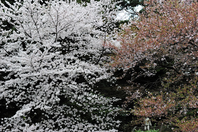 DSC_3023Tokyo