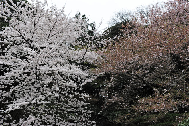 DSC_3026Tokyo