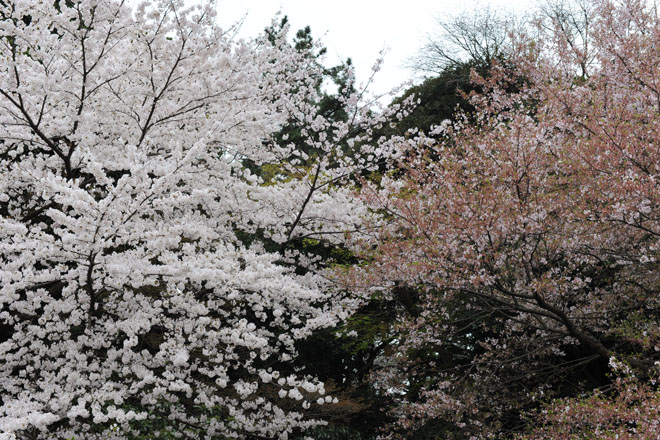 DSC_3030Tokyo