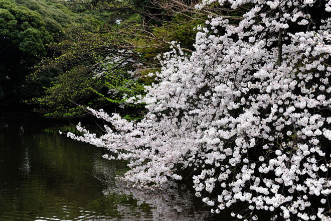 DSC_3038Tokyo
