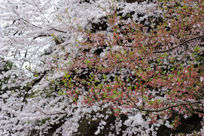 DSC_3042Tokyo