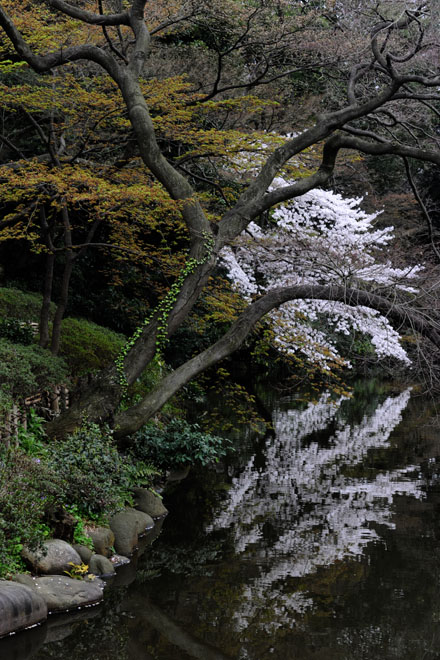 DSC_3046Tokyo