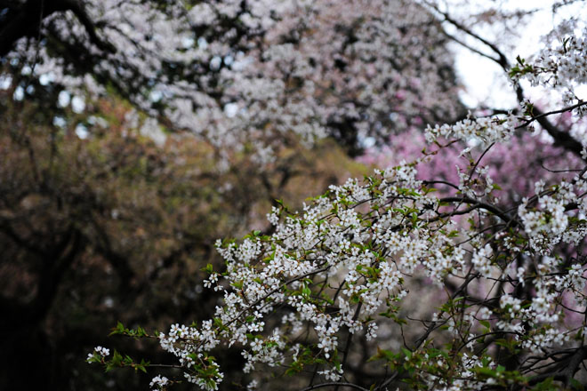 DSC_3095Tokyo