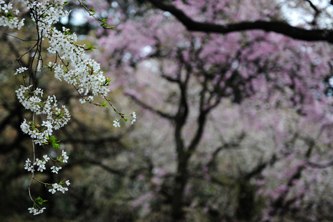 DSC_3096Tokyo