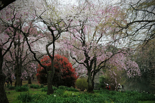 DSC_3107aTokyo